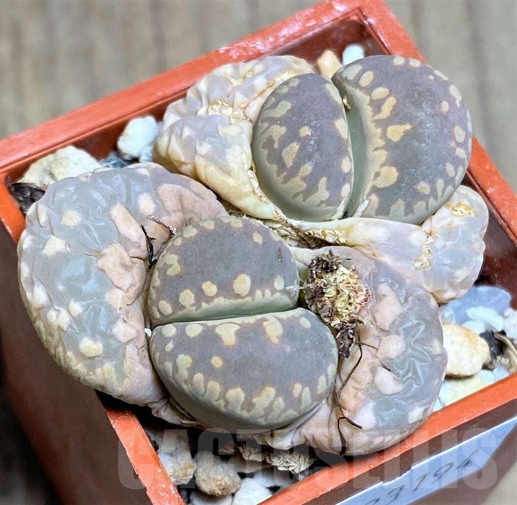 SHPR23194 Lithops otzeniana x salicola 'Bacchus'
