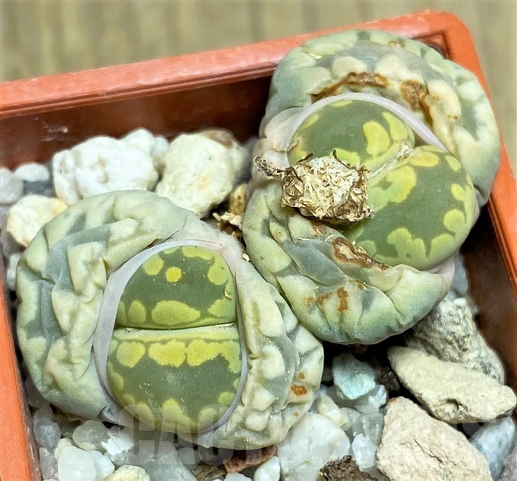 SHPR23203 Lithops otzeniana C 280