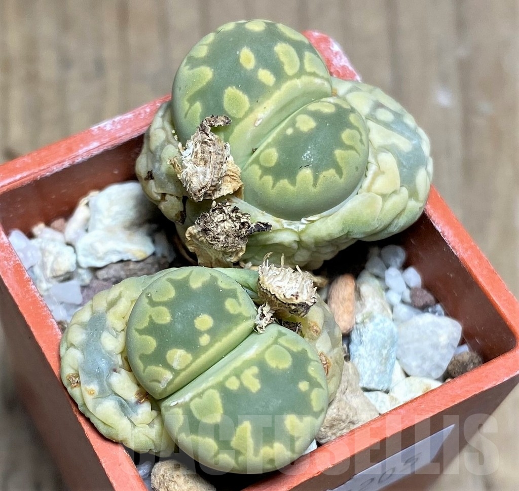 SHPR23205 Lithops otzeniana C 280