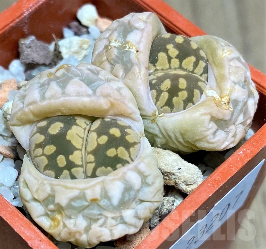 SHPR23207 Lithops otzeniana C 128