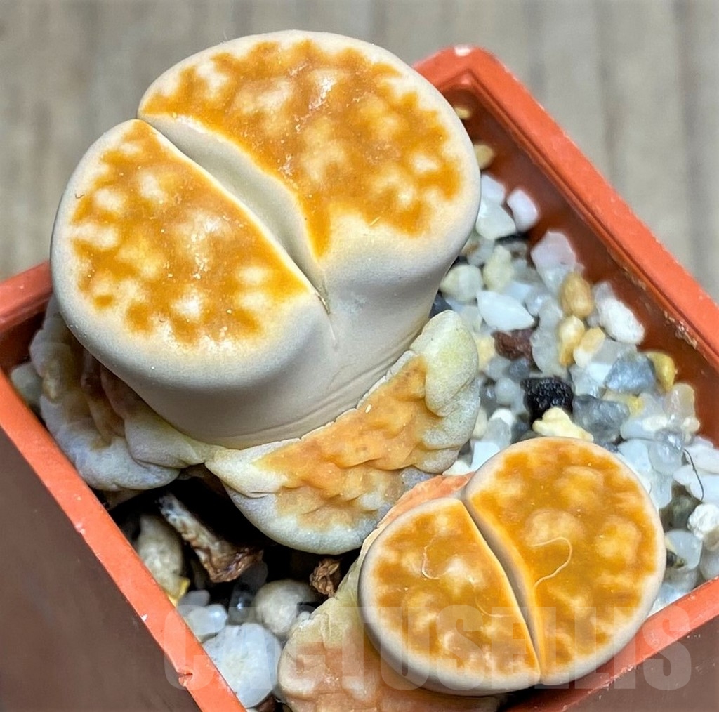 SHPR23211 Lithops karasmontana 'mickbergensis'