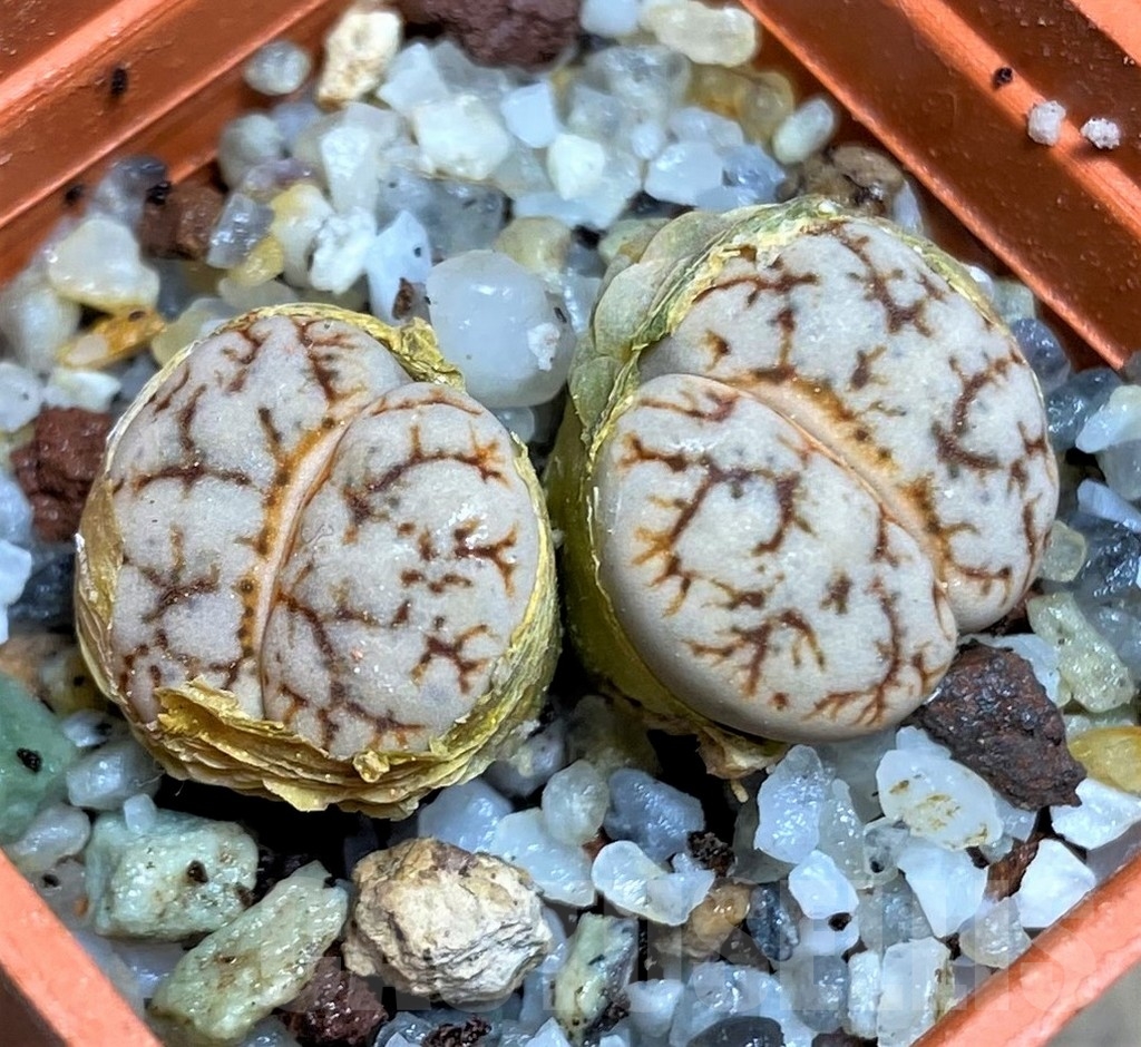 SHPR23213 Lithops werneri
