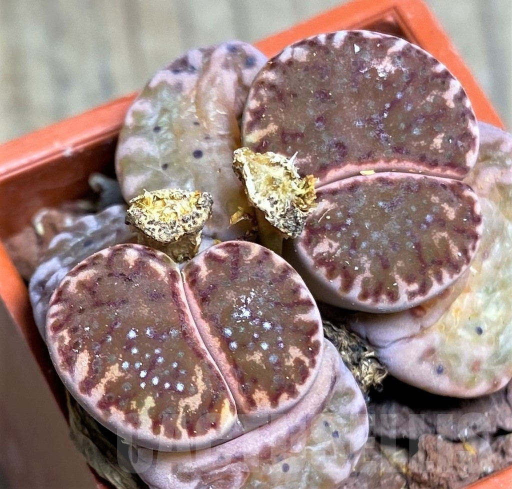 SHPR23214 Lithops bromfieldii v. glaudinae