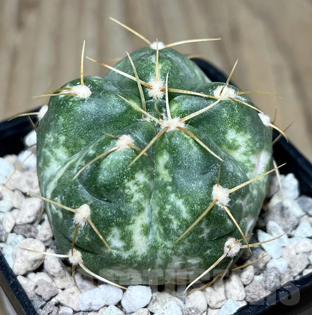 SHPR22007 Gymnocalycium horstii f. variegata