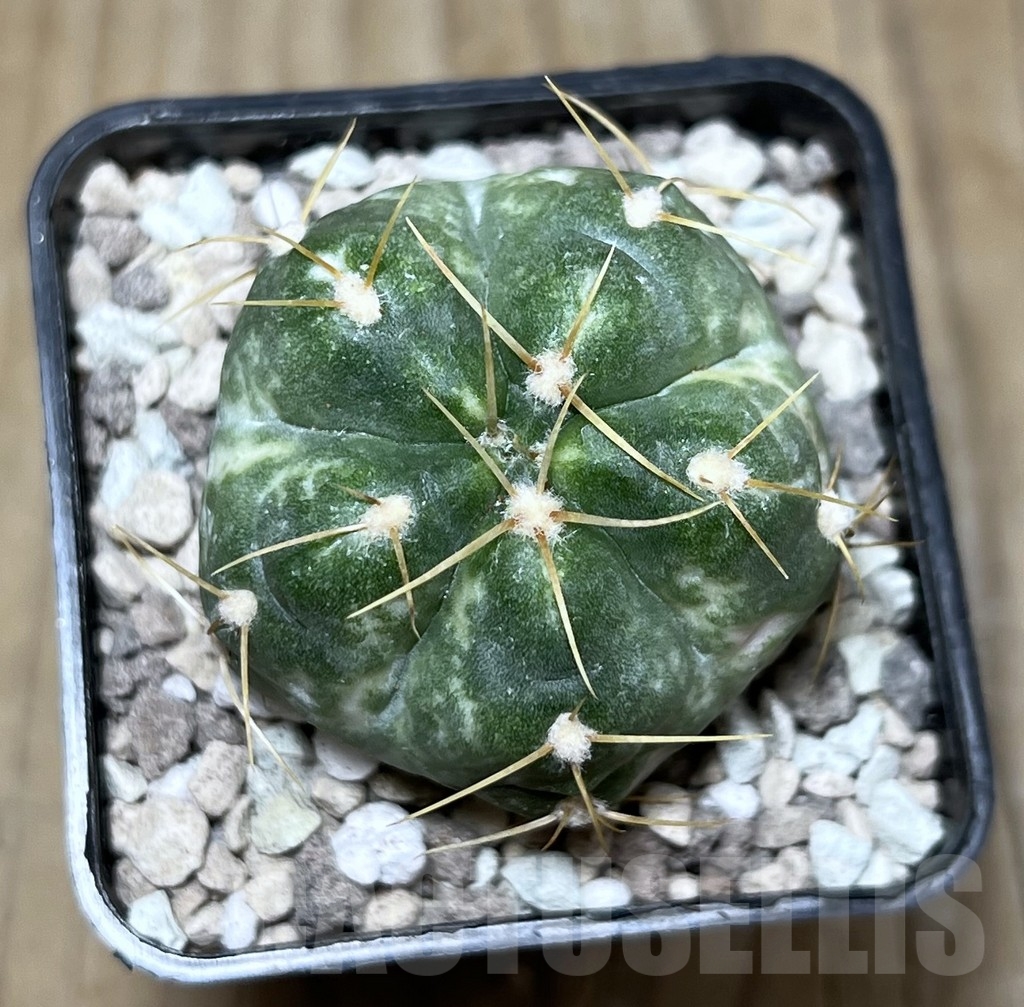 SHPR22007 Gymnocalycium horstii f. variegata - immagine 2