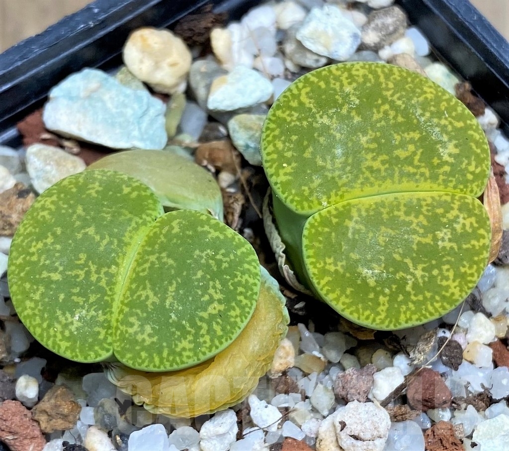 SHPR23218 Lithops lesliei v. albinica C 036A