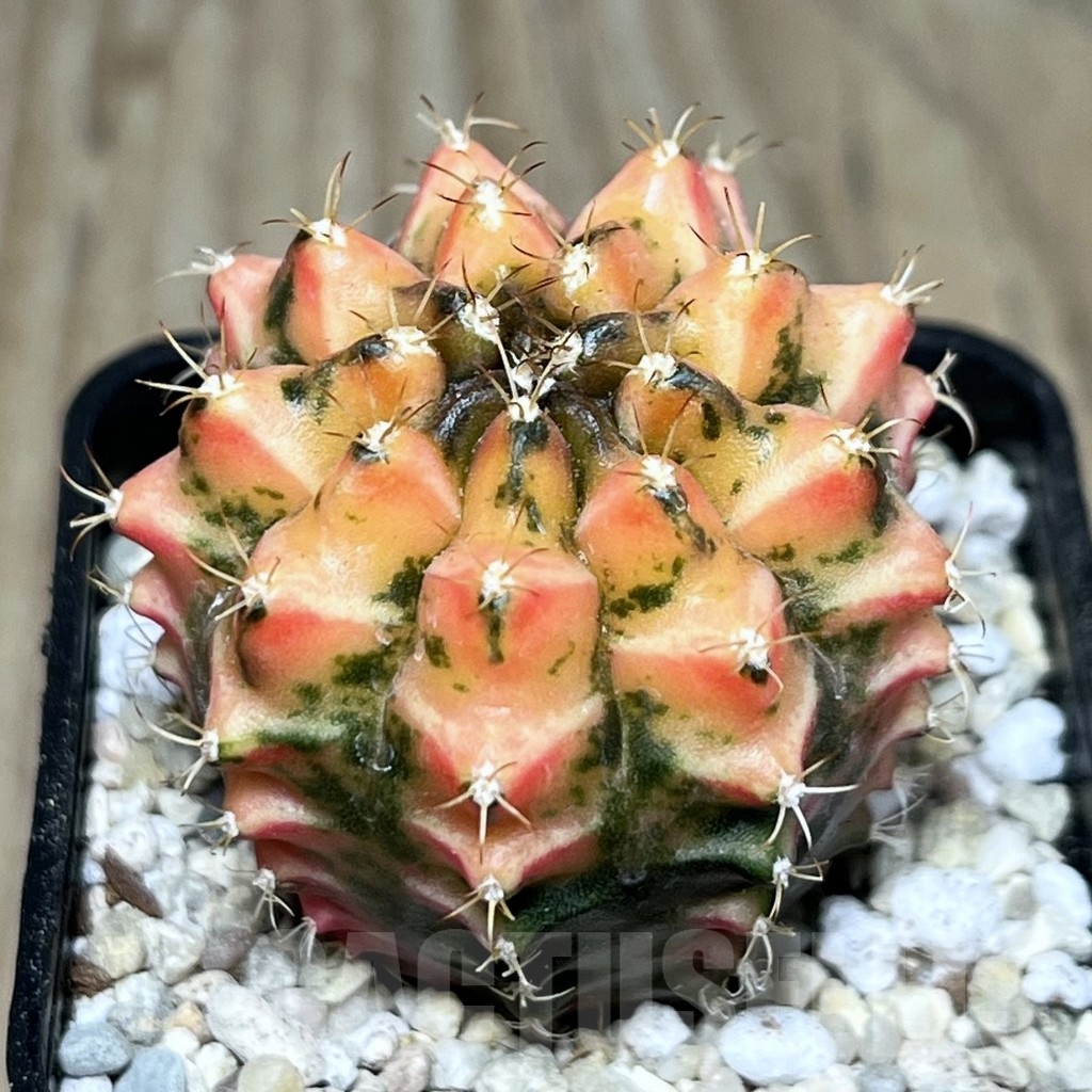 SHPR22009 Gymnocalycium mihanovichii f. variegata, seedling