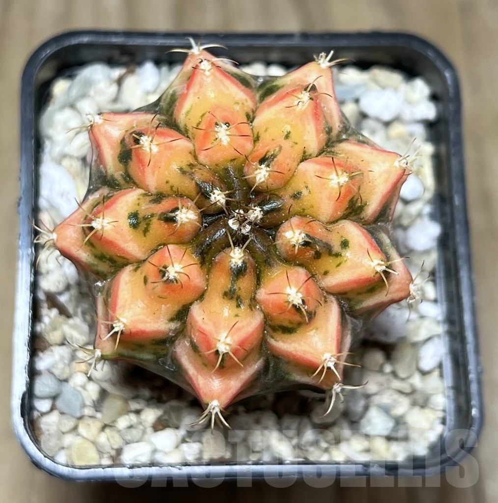 SHPR22009 Gymnocalycium mihanovichii f. variegata, seedling - immagine 2