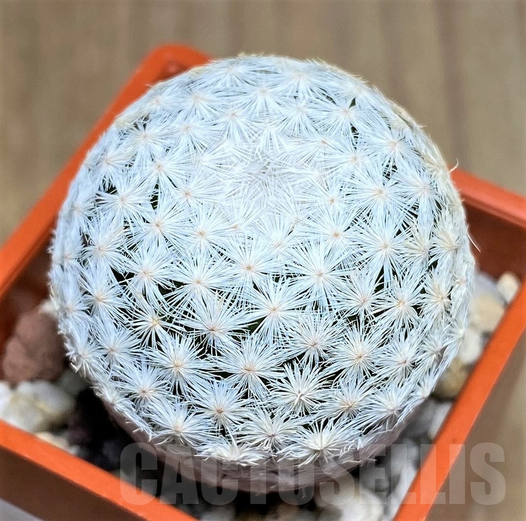 SHPR23220 Mammillaria herrerae