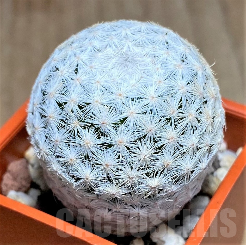 SHPR23220 Mammillaria herrerae - Зображення 2