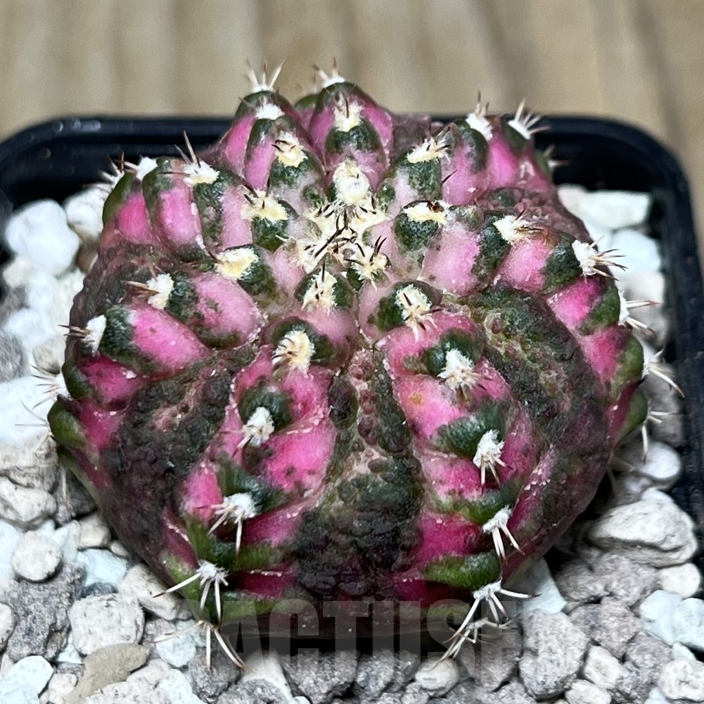 SHPR22011 Gymnocalycium mihanovichii ‘T-lux’, seedling
