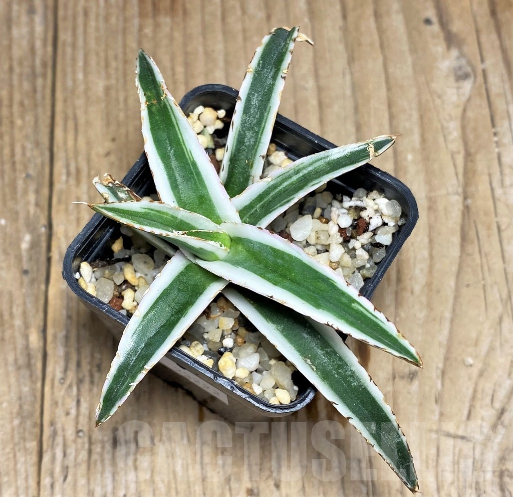 SHPR23222 Agave victoriae-reginae 'White Rhino' - Imagen 2