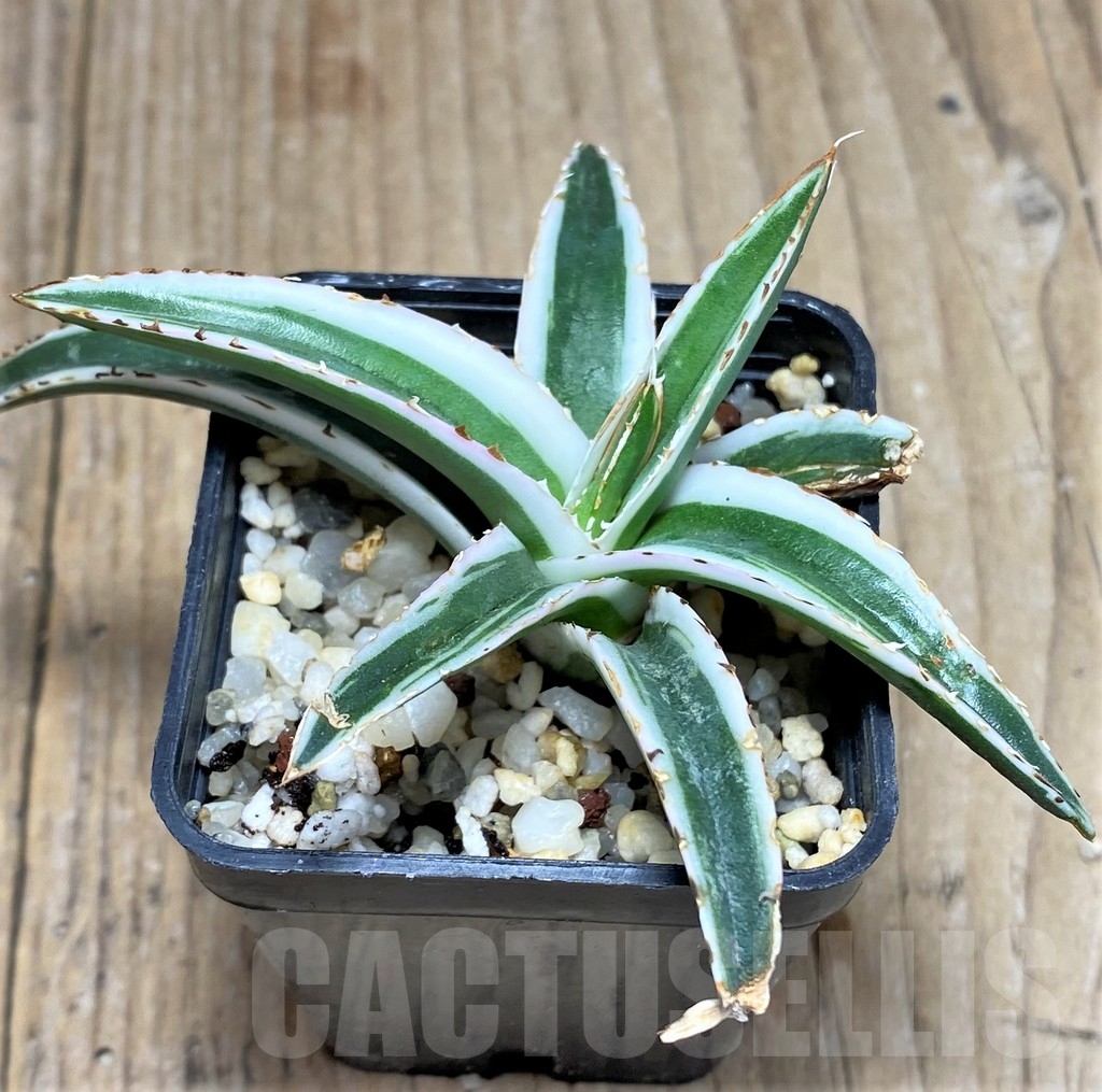 SHPR23222 Agave victoriae-reginae 'White Rhino' - Imagen 3