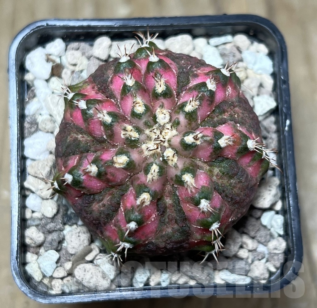 SHPR22011 Gymnocalycium mihanovichii ‘T-lux’, seedling - Obrázek 2