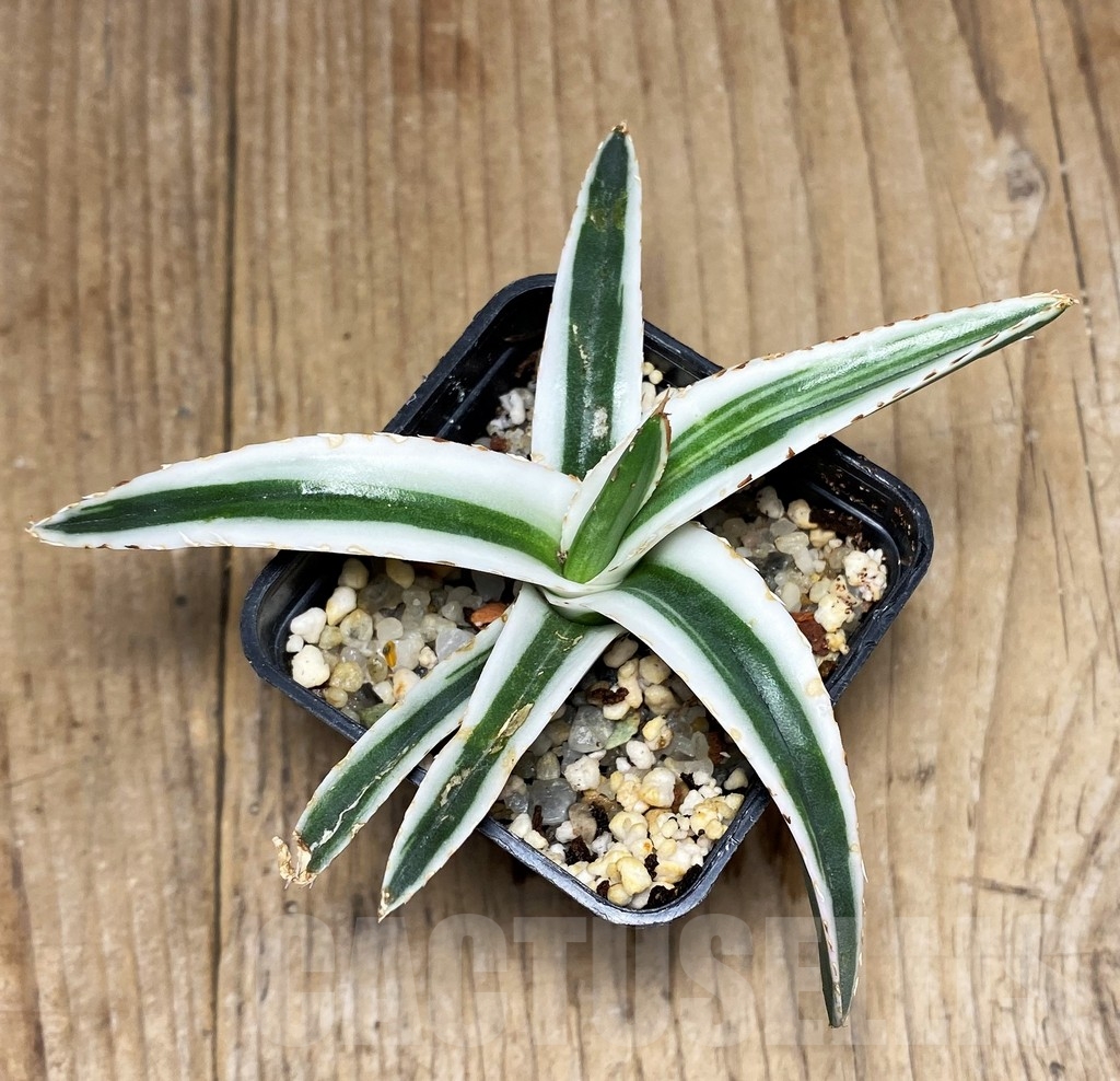 SHPR23223 Agave victoriae-reginae 'White Rhino' - Imagen 2