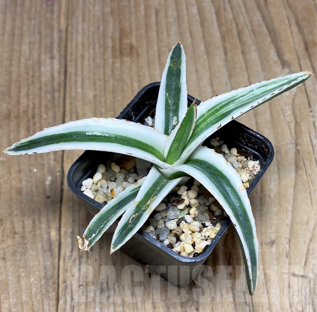 SHPR23223 Agave victoriae-reginae 'White Rhino'