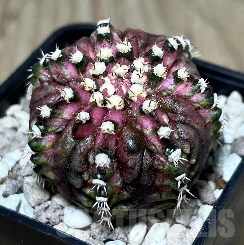 SHPR22013 Gymnocalycium mihanovichii ‘T-lux’, seedling