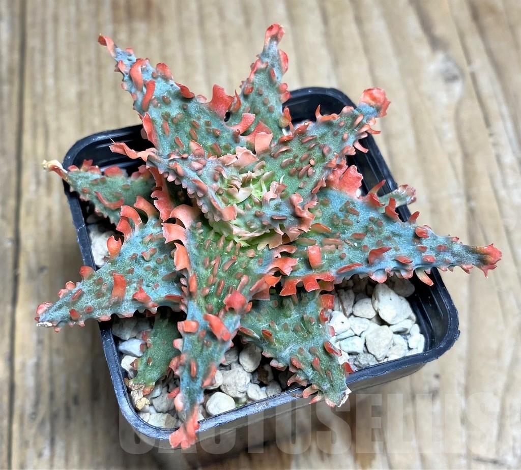 SHPR23224 Aloe TCT hybrid