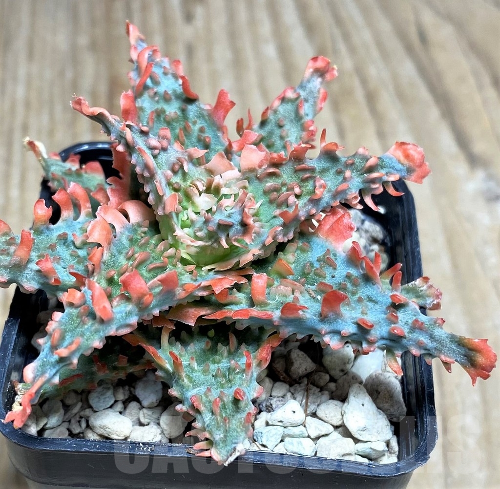 SHPR23224 Aloe TCT hybrid - Imagen 2