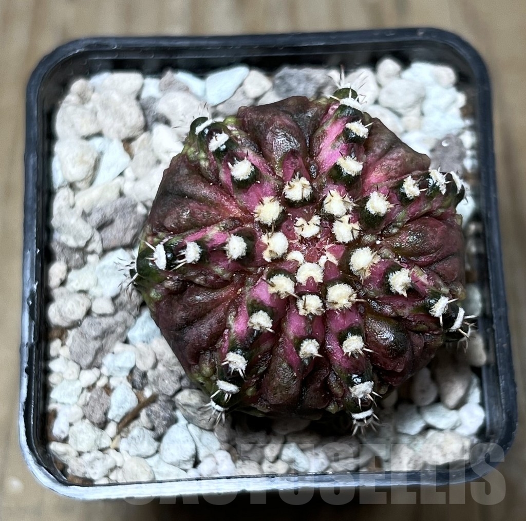SHPR22013 Gymnocalycium mihanovichii ‘T-lux’, seedling - Obrázek 2