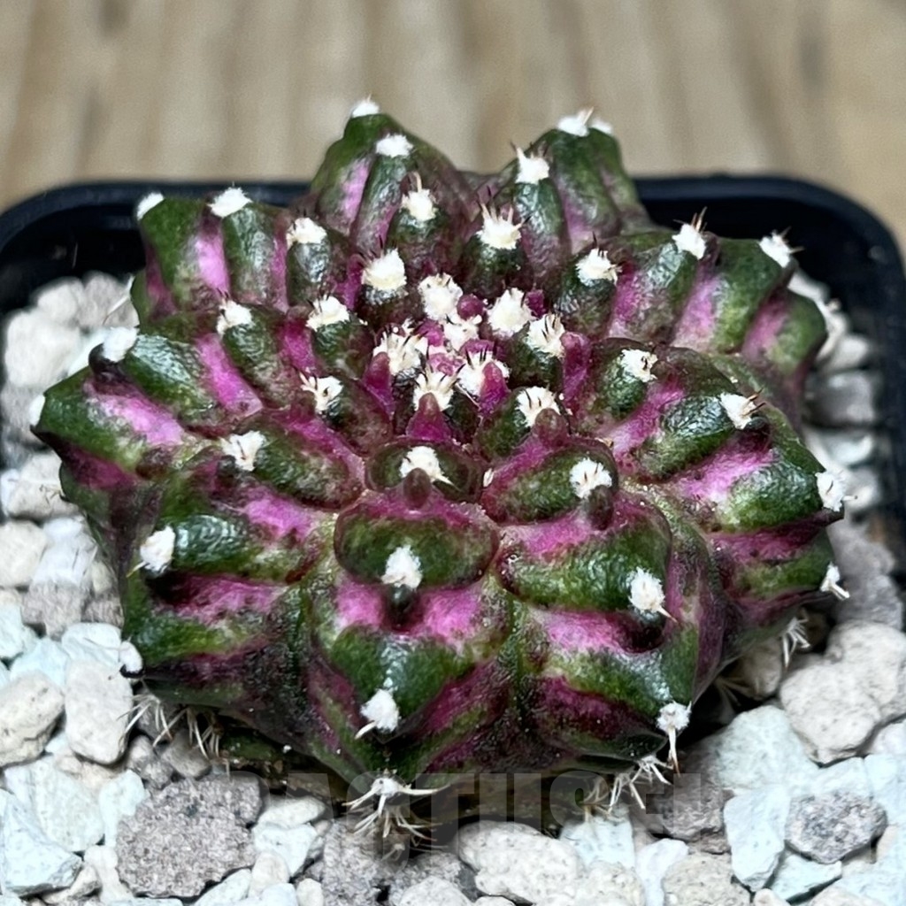 SHPR22015 Gymnocalycium mihanovichii ‘T-lux’, seedling