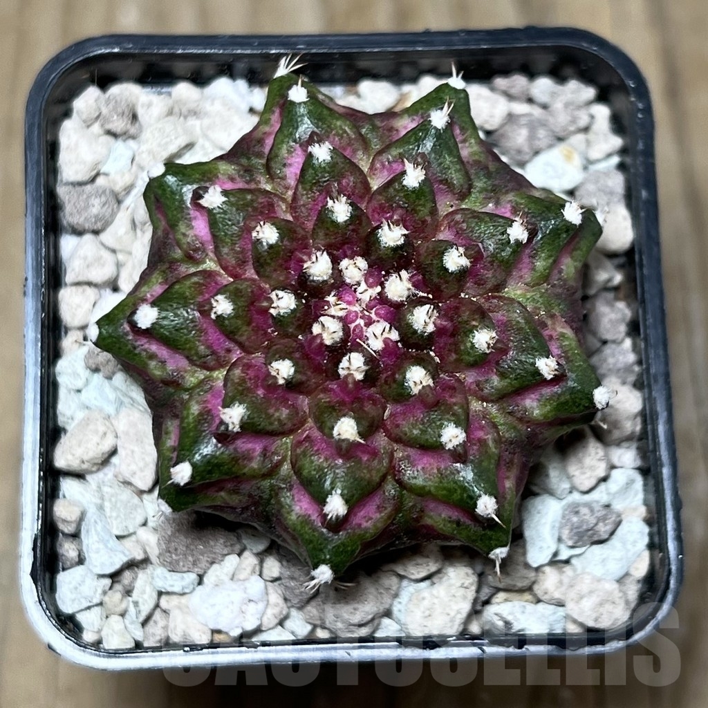 SHPR22015 Gymnocalycium mihanovichii ‘T-lux’, seedling - Obrázek 2