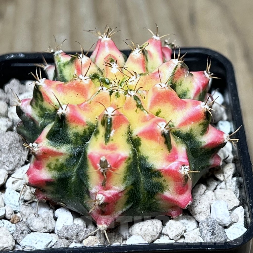SHPR22016 Gymnocalycium mihanovichii 'Multicolor'