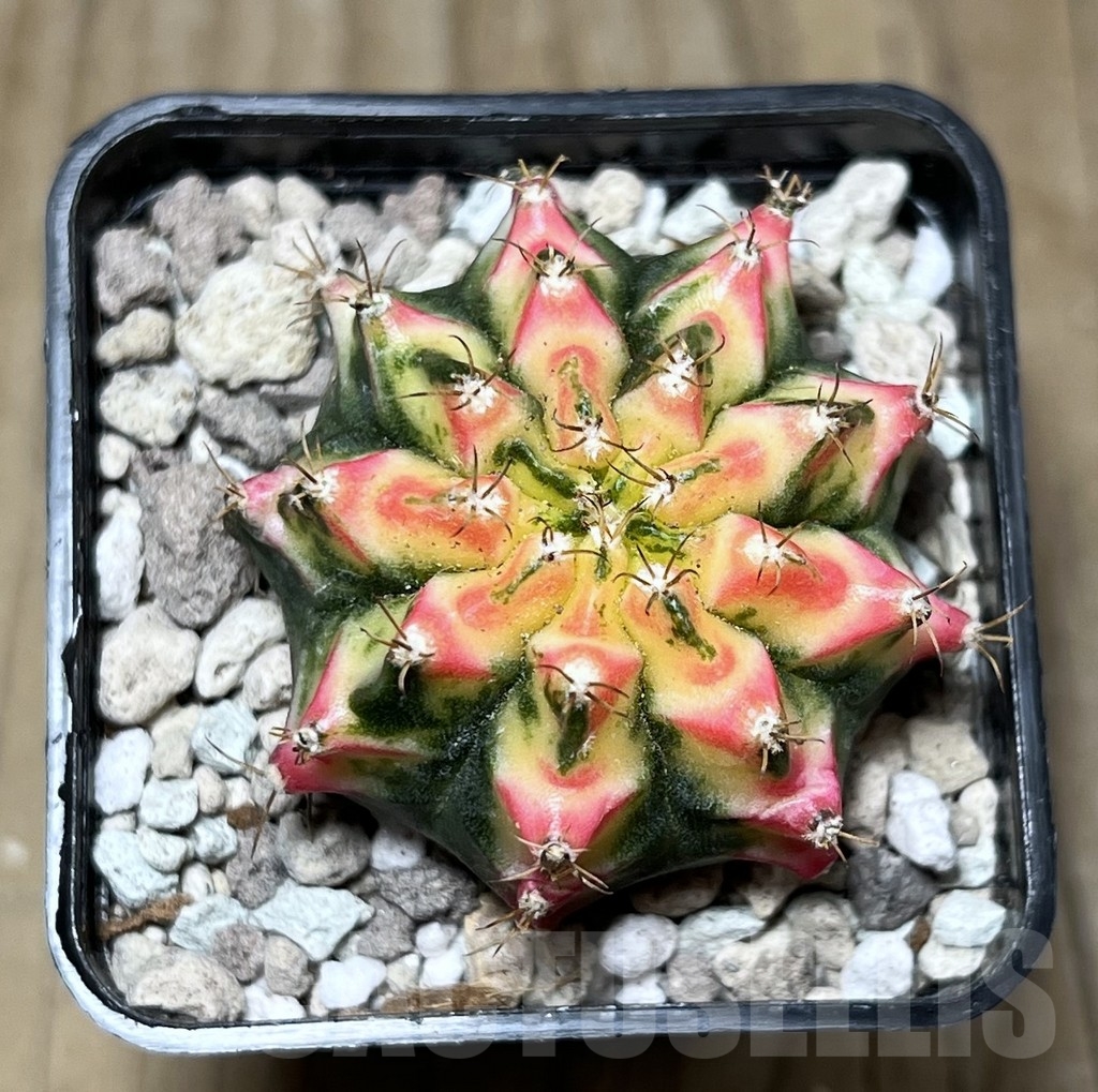 SHPR22016 Gymnocalycium mihanovichii 'Multicolor' - Image 2