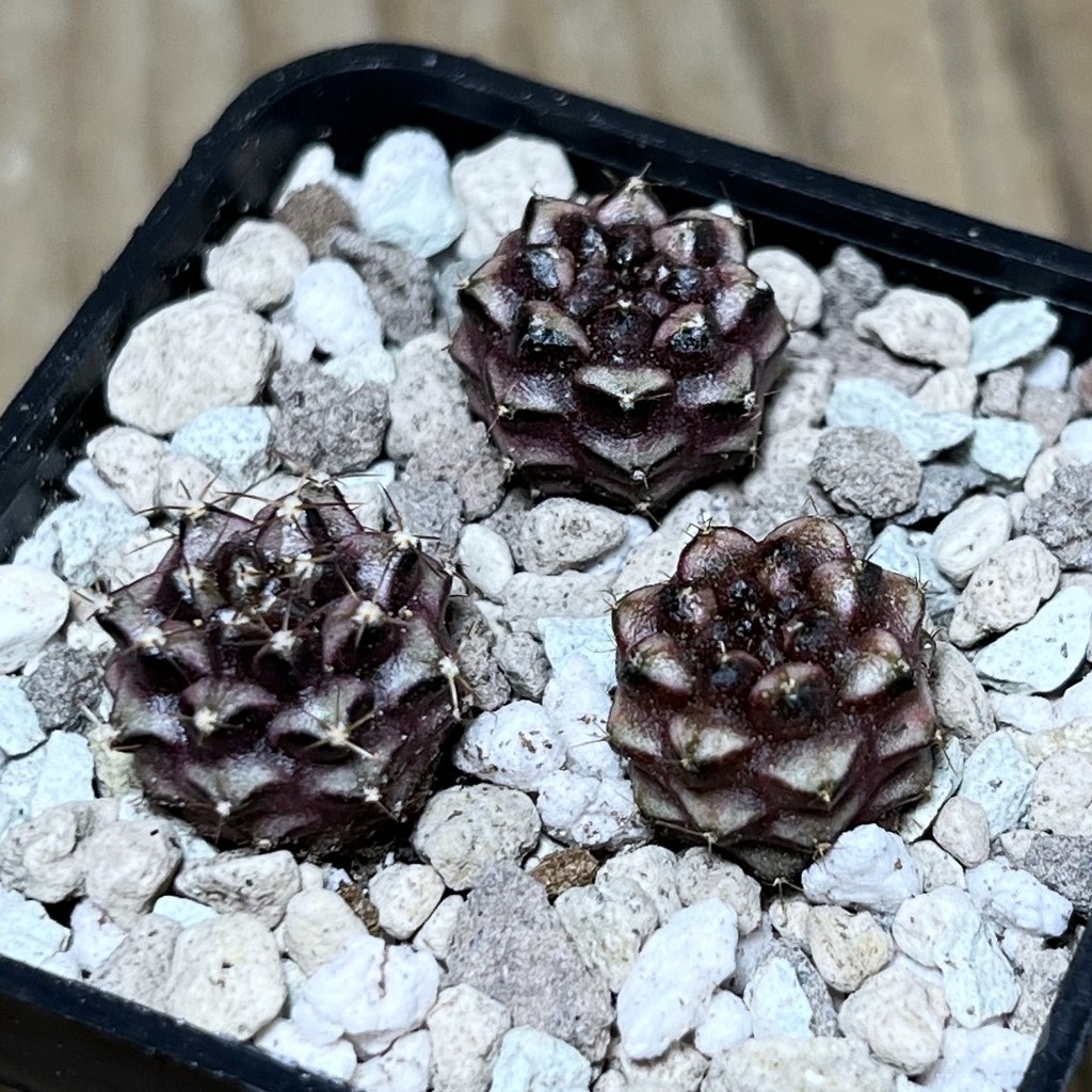 SHPR22018 Gymnocalycium mihanovichii ‘Day dream’ 3 plants, seedling
