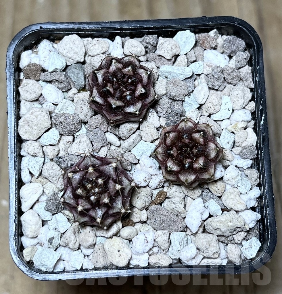 SHPR22018 Gymnocalycium mihanovichii ‘Day dream’ 3 plants, seedling - Image 2