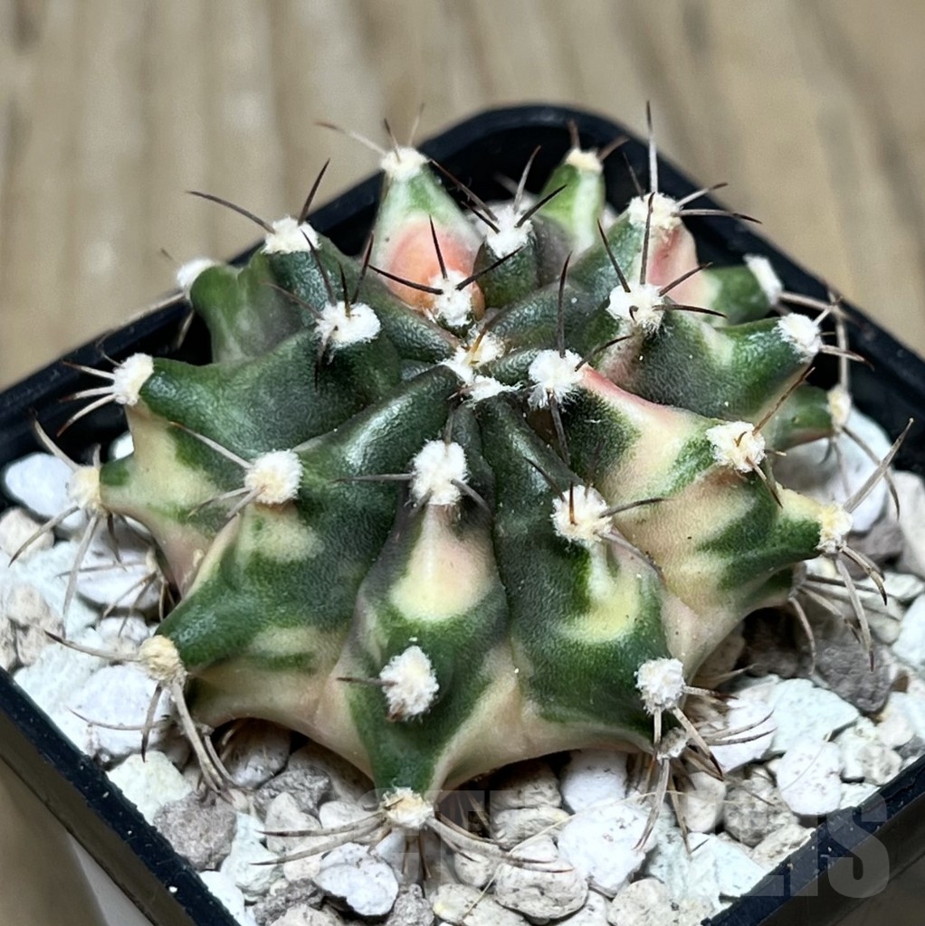 SHPR22019 Gymnocalycium mihanovichii ‘Orange Moon’