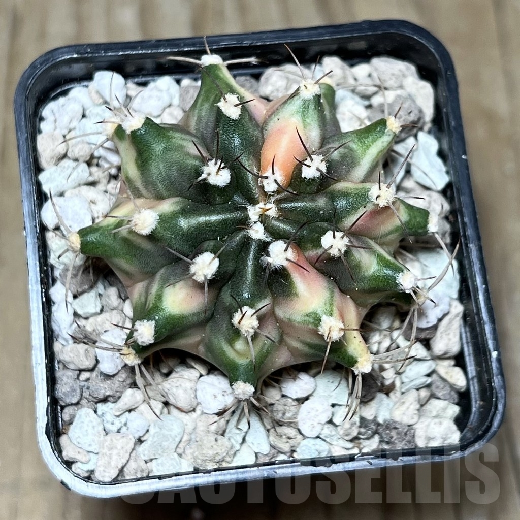 SHPR22019 Gymnocalycium mihanovichii ‘Orange Moon’ - Imagen 2