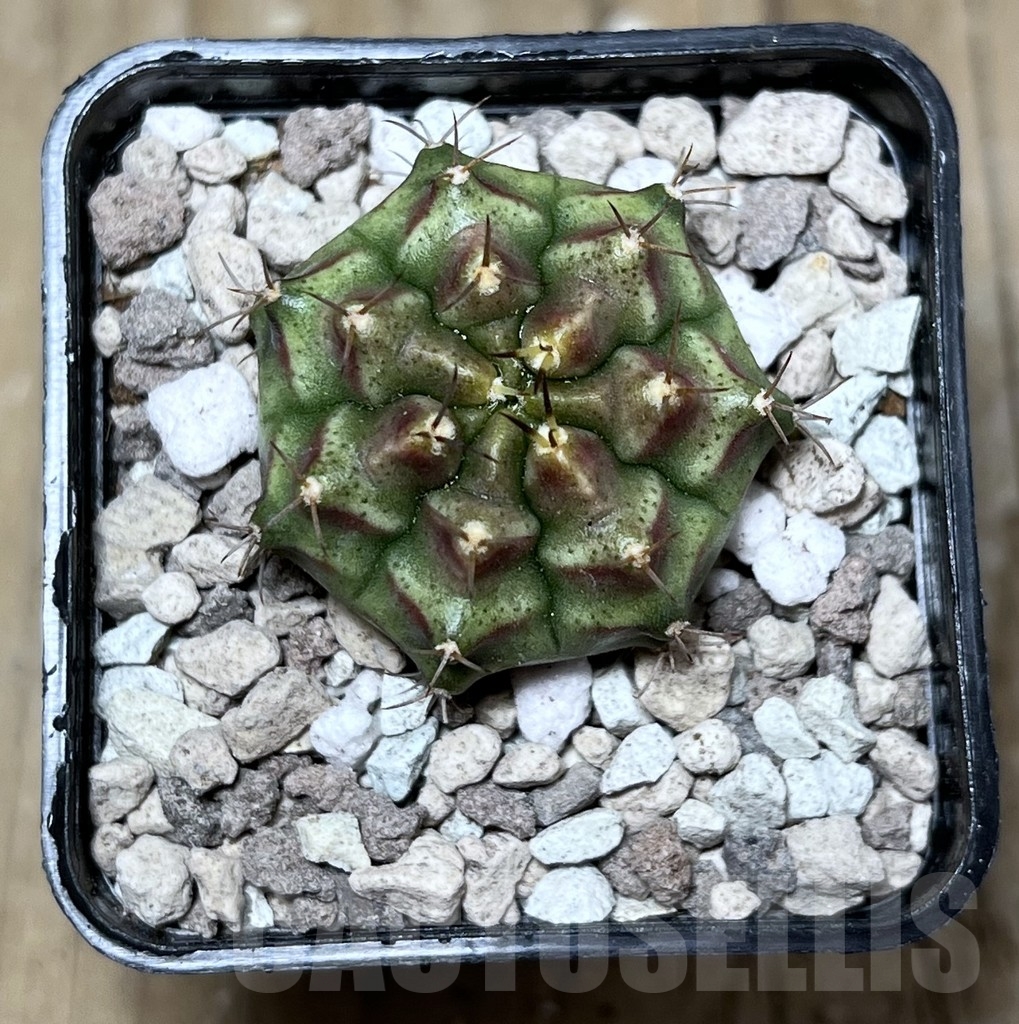 SHPR22020 Gymnocalycium mihanovichii ‘Kongchak’ - Image 2
