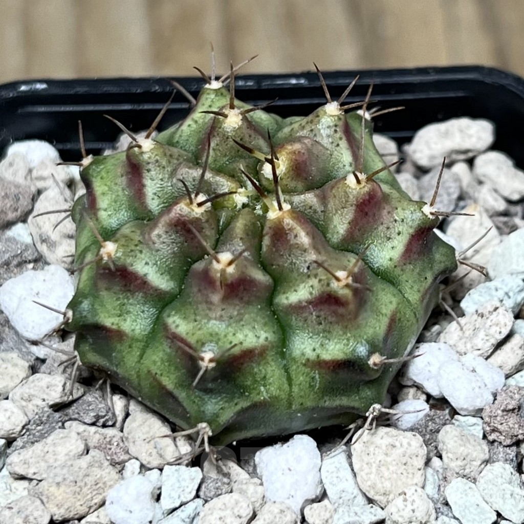 SHPR22020 Gymnocalycium mihanovichii ‘Kongchak’