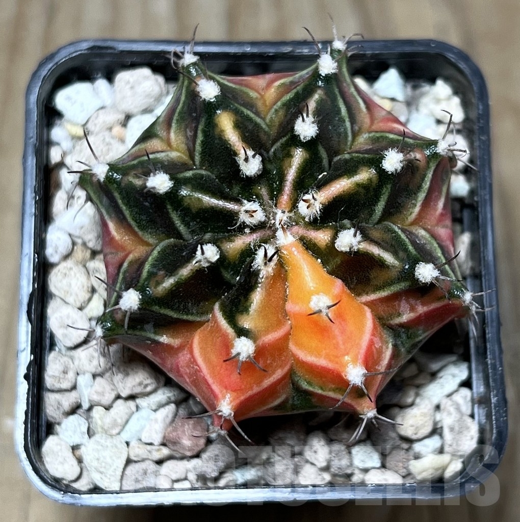 SHPR22022 Gymnocalycium friedrichii f. variegata, seedling - Image 2