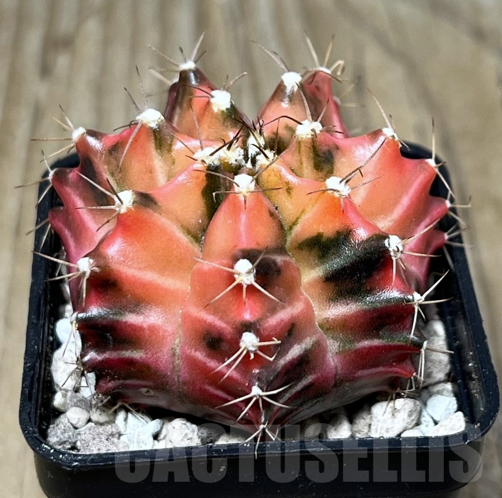 SHPR22023 Gymnocalycium friedrichii f. variegata, seedling