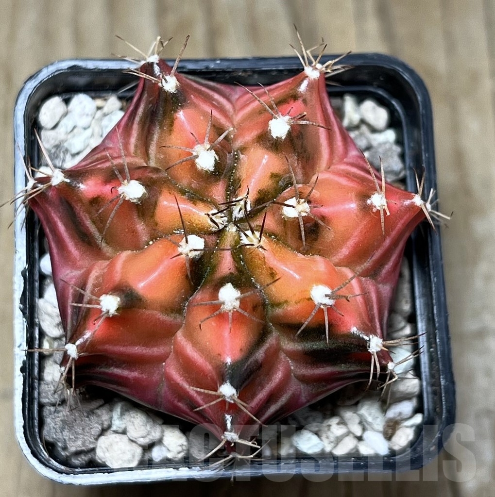 SHPR22023 Gymnocalycium friedrichii f. variegata, seedling - Image 2