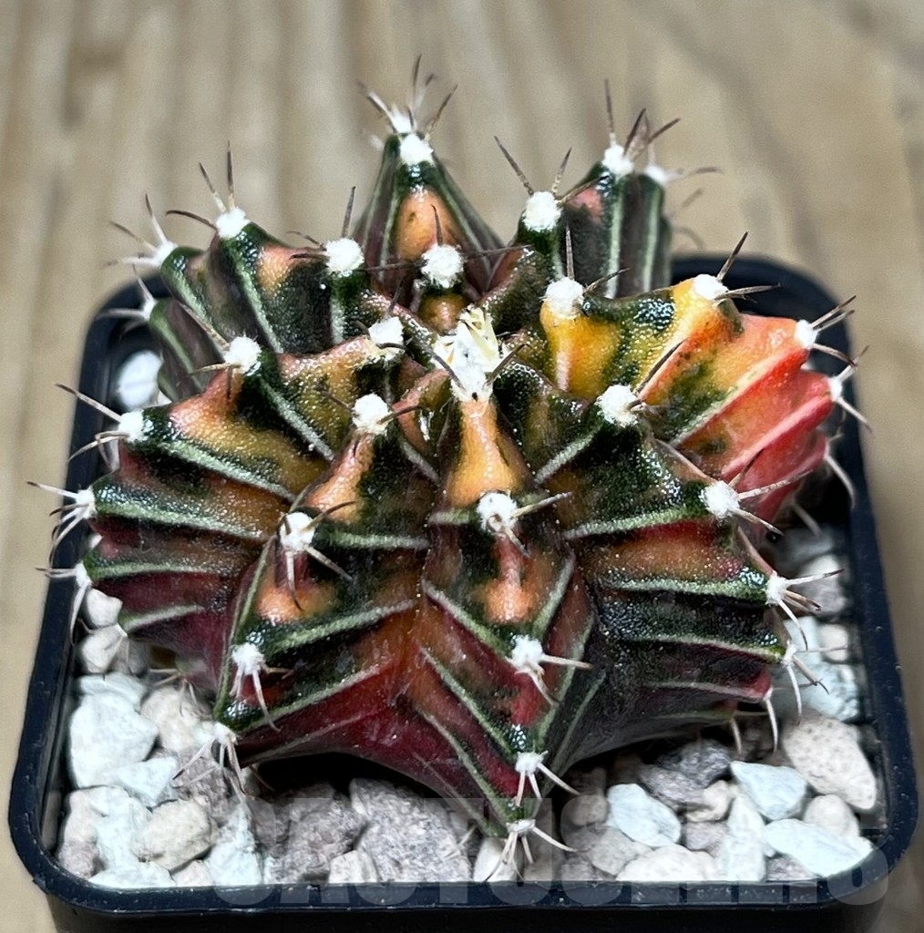 SHPR22027 Gymnocalycium friedrichii f. variegata