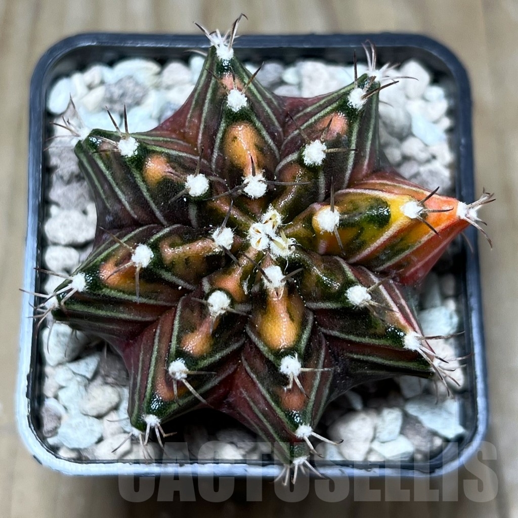 SHPR22027 Gymnocalycium friedrichii f. variegata - Image 2