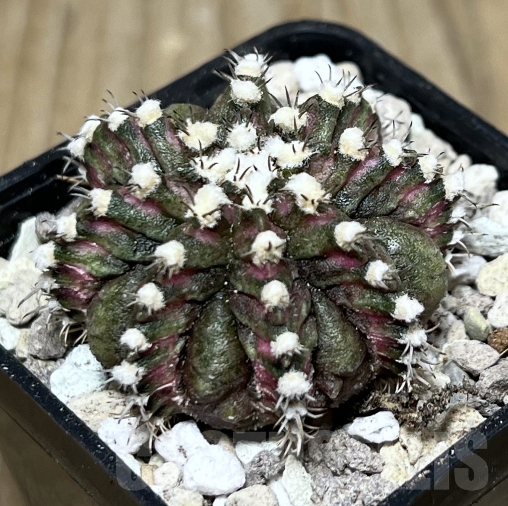 SHPR22031 Gymnocalycium mihanovichii ‘T-Rex’, seedling