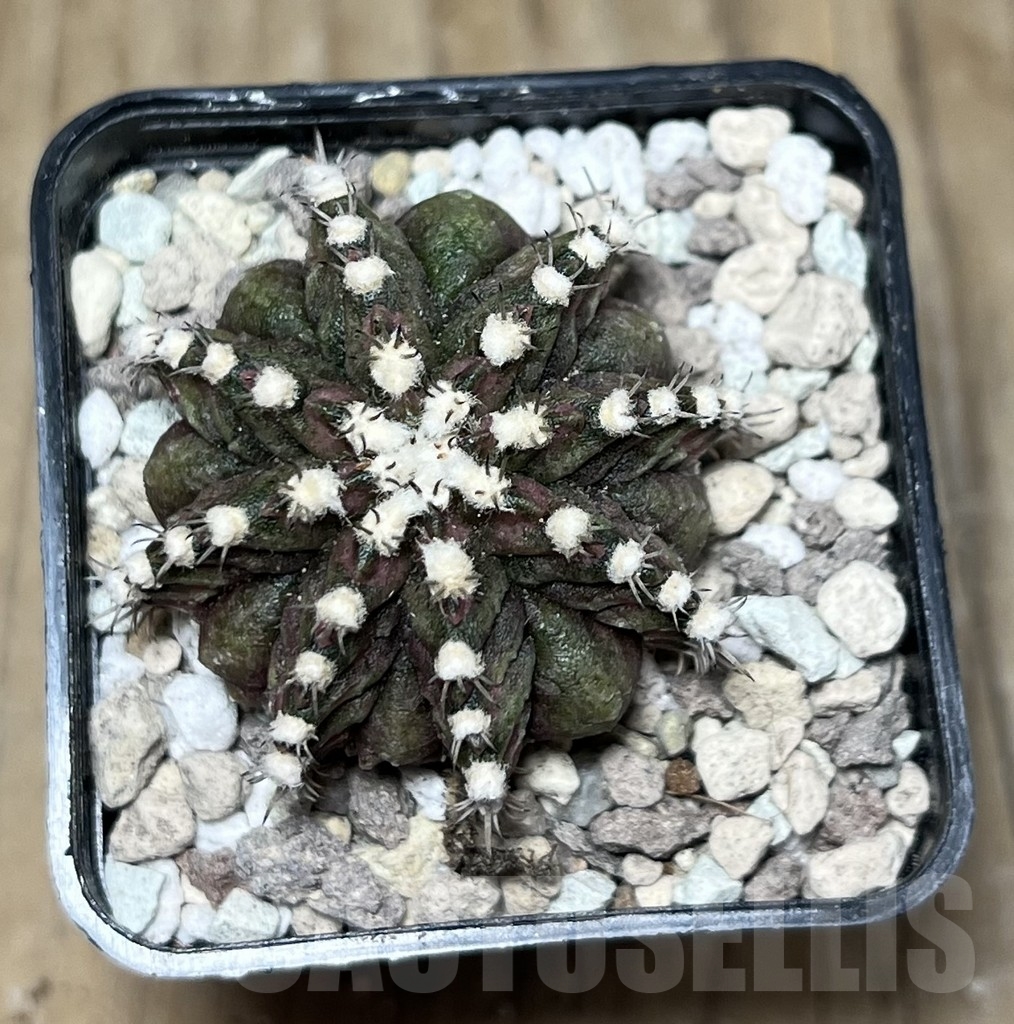 SHPR22031 Gymnocalycium mihanovichii ‘T-Rex’, seedling - Image 2