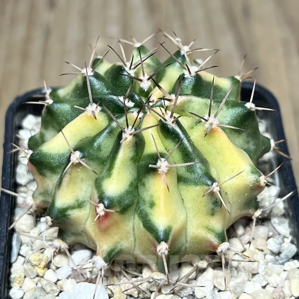 SHPR22034 Gymnocalycium mihanovichii ‘Sour Cream’