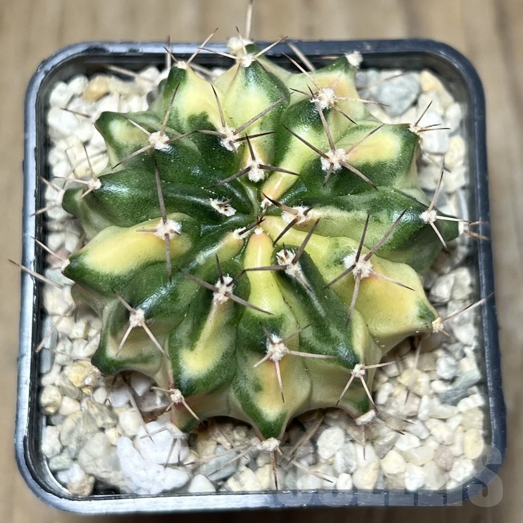 SHPR22034 Gymnocalycium mihanovichii ‘Sour Cream’ - Зображення 2