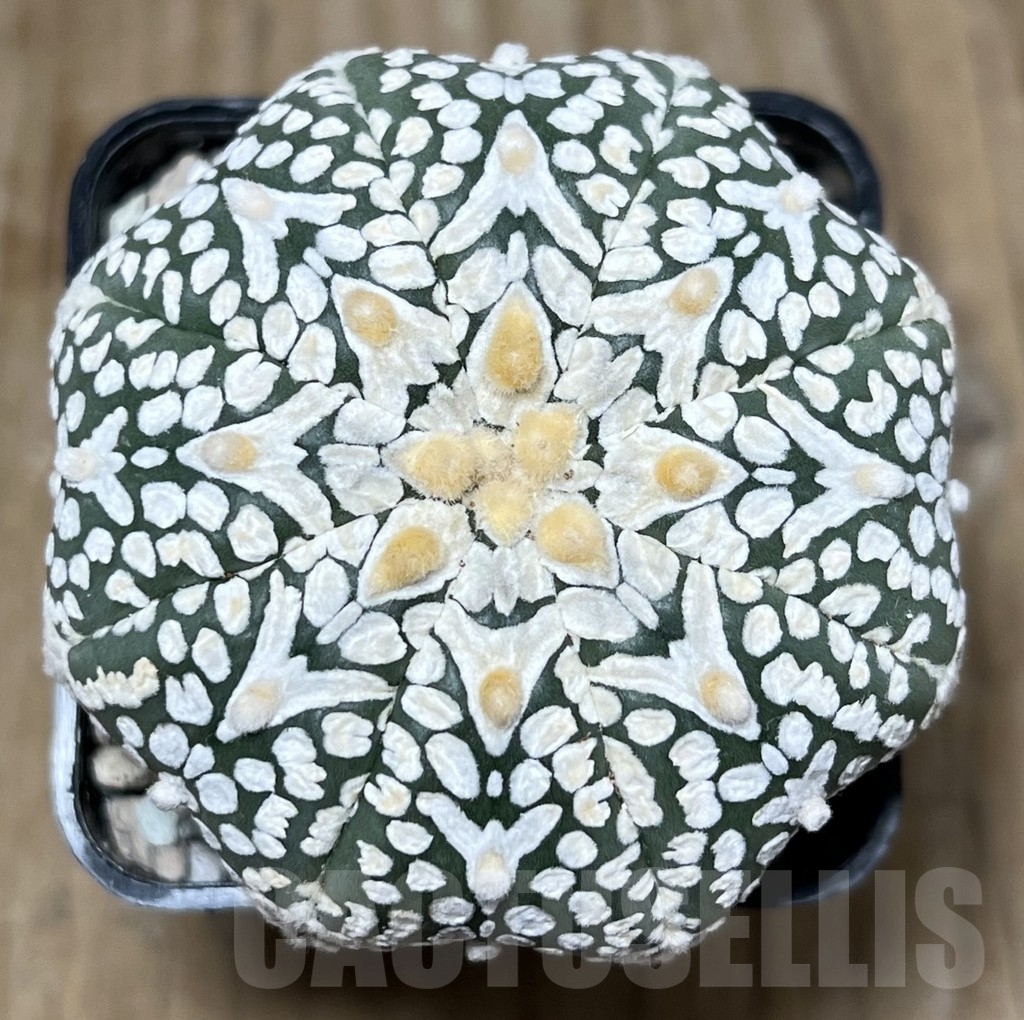 SHPR22096 Astrophytum asterias ‘Miracle’ V-Type