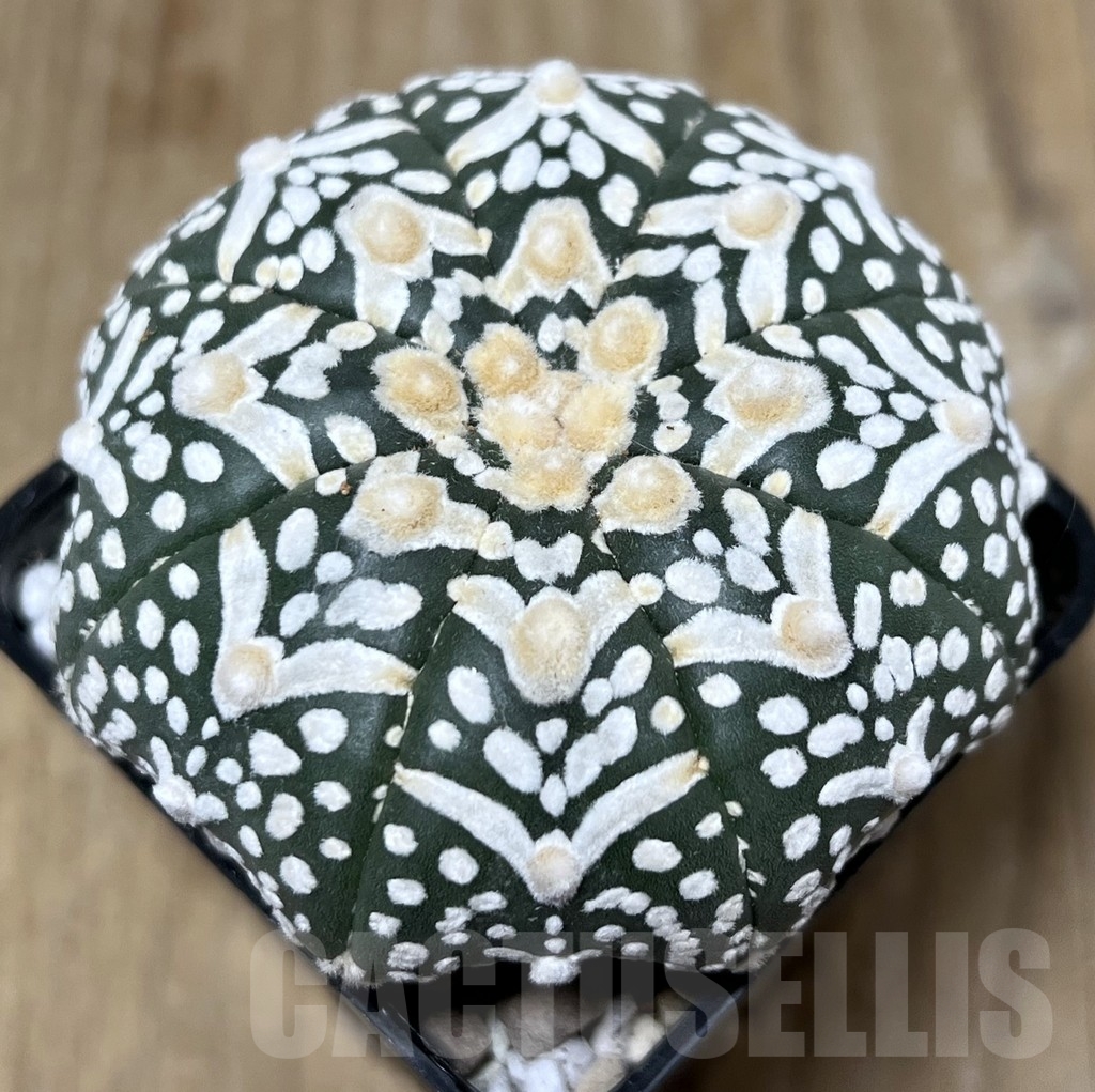 SHPR22097 Astrophytum asterias ‘Miracle’ V-Type - immagine 2