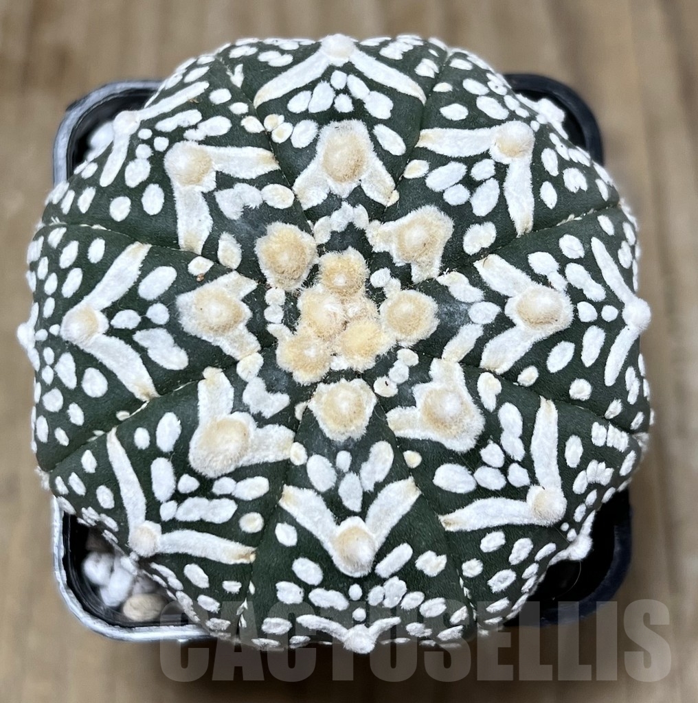 SHPR22097 Astrophytum asterias ‘Miracle’ V-Type