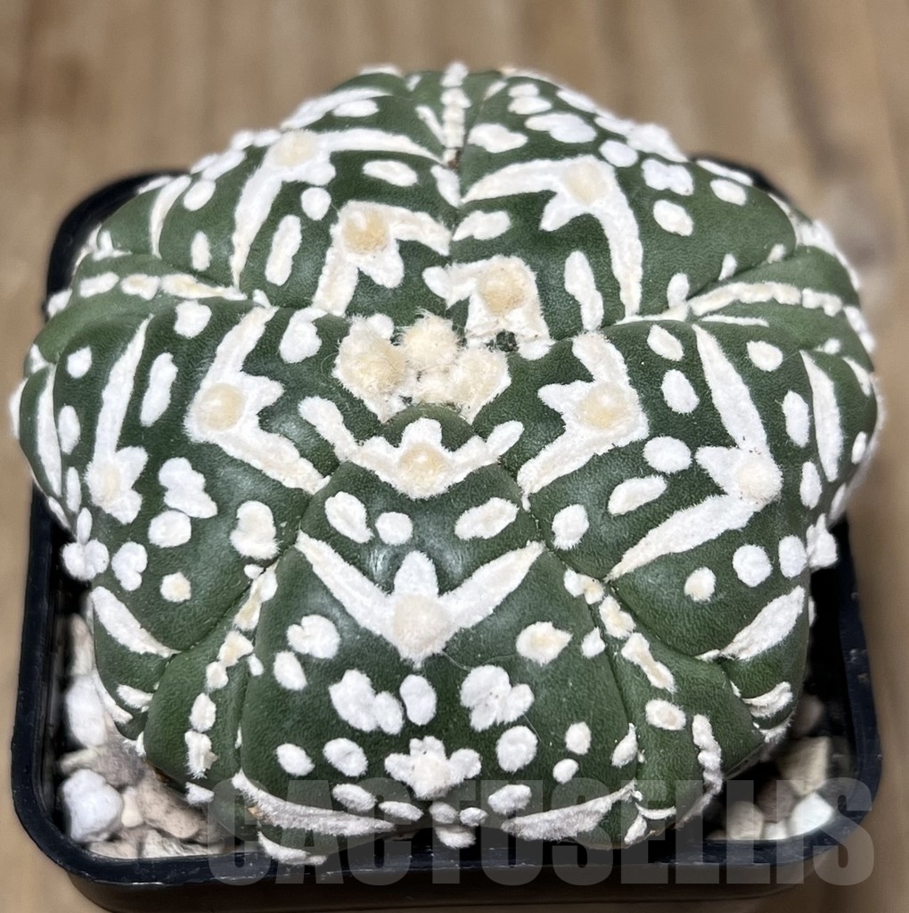 SHPR22098 Astrophytum asterias ‘Miracle’, 5-ribs - Image 2