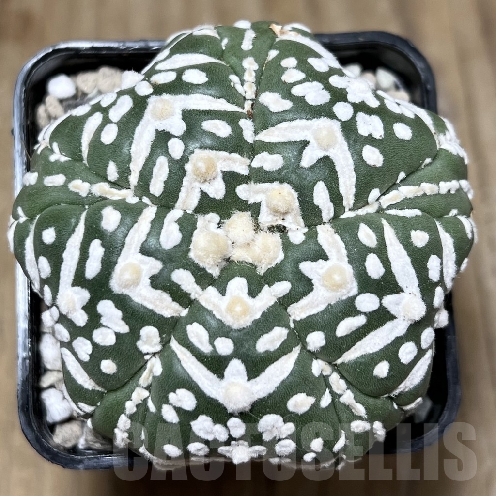SHPR22098 Astrophytum asterias ‘Miracle’, 5-ribs