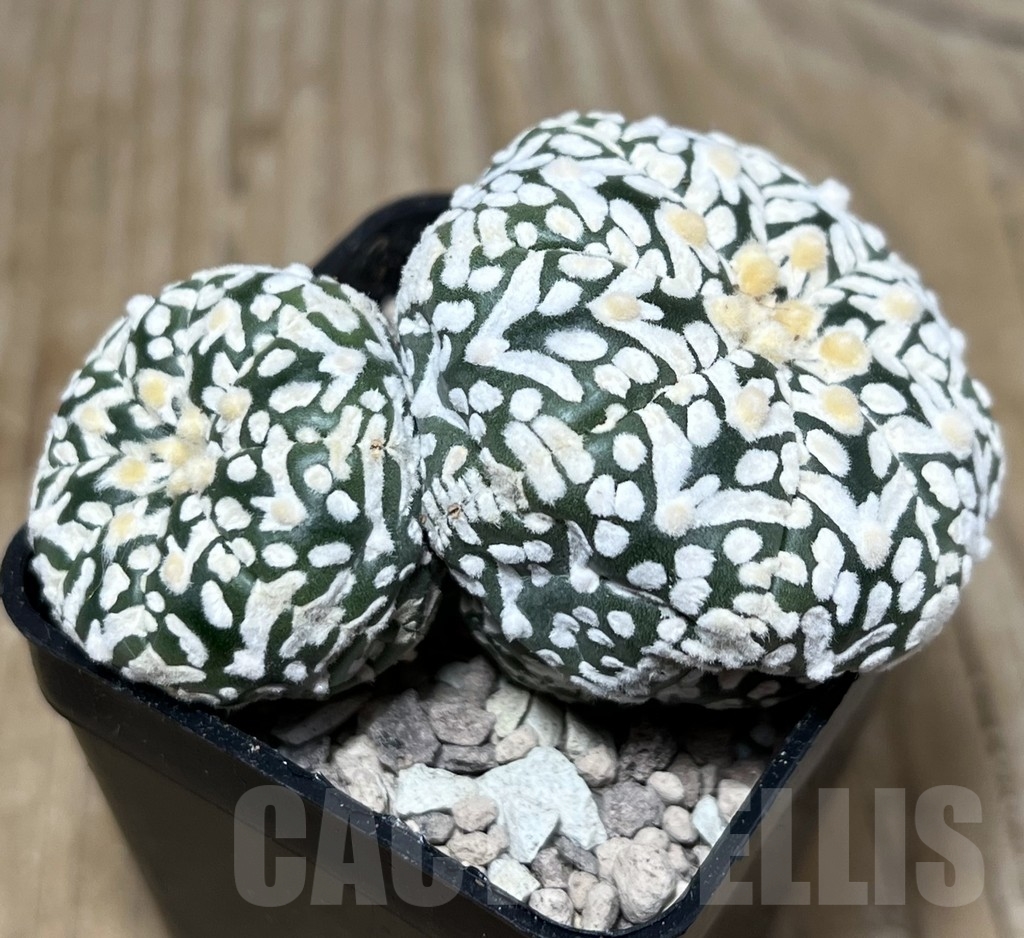 SHPR22099 Astrophytum asterias ‘Super Kabuto’ V-type - immagine 2