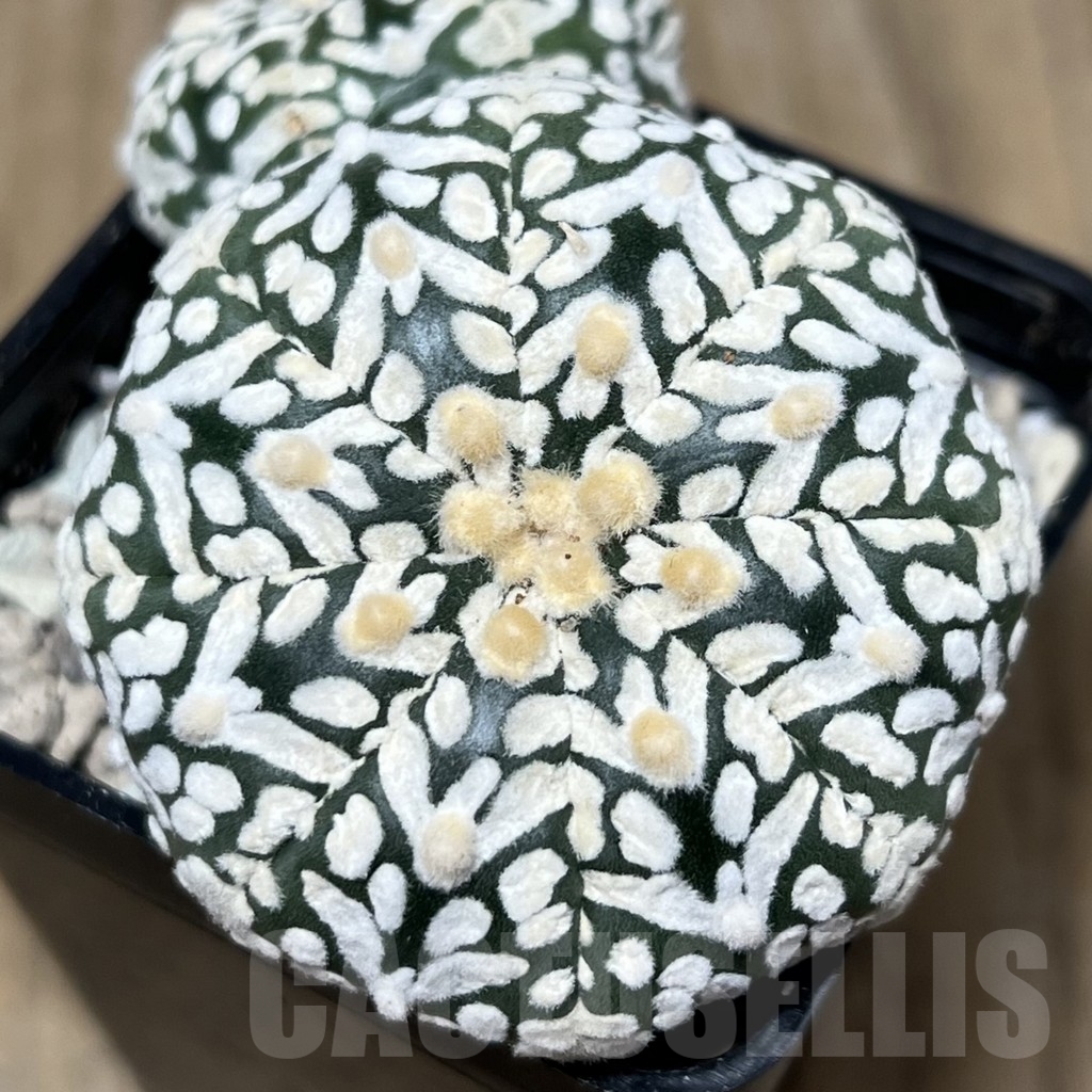 SHPR22099 Astrophytum asterias ‘Super Kabuto’ V-type